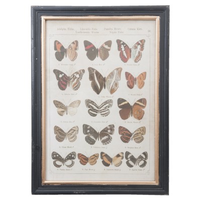 Grafika w czarno- złotej ramie z 16 motylami