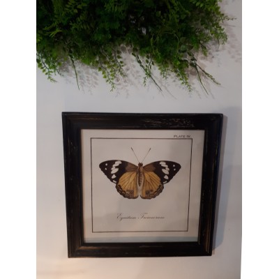 Grafika w drewnianej ramie z miodowym motylem
